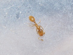Solenopsis molesta