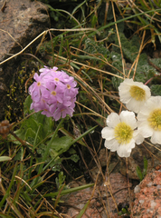 Primula algida