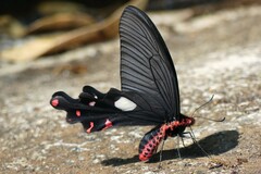 Byasa polyeuctes