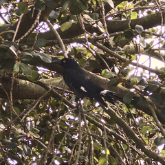 Strepera graculina