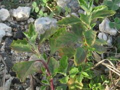 Atriplex suberecta