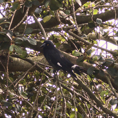 Strepera graculina