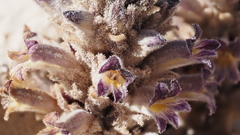 Aphyllon cooperi