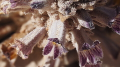 Aphyllon cooperi