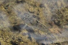 Sarotherodon melanotheron