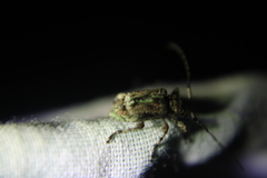 Leptostylus