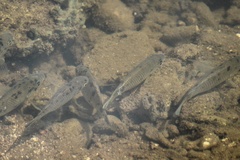 Sarotherodon melanotheron