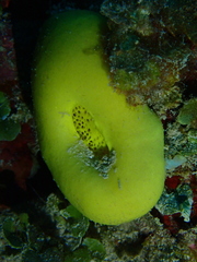 Leucetta chagosensis