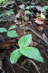 Crepidium acuminatum