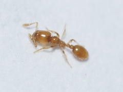 Solenopsis molesta