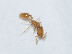 Solenopsis molesta