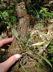 Bulbophyllum roseopictum