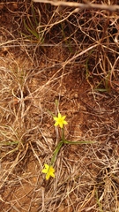 Hypoxis filiformis