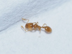 Solenopsis molesta