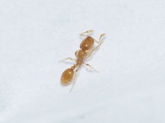 Solenopsis molesta