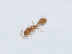 Solenopsis molesta