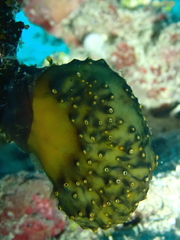 Polyandrocarpa polypora