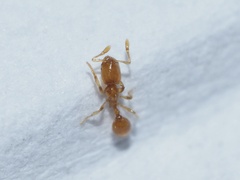 Solenopsis molesta