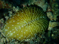 Ctenactis albitentaculata