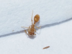 Solenopsis molesta