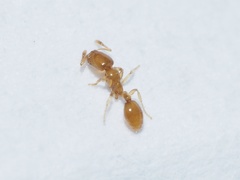 Solenopsis molesta