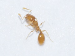 Solenopsis molesta