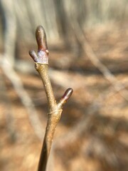 Liriodendron tulipifera