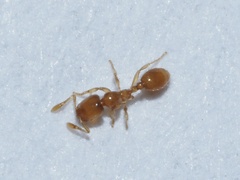 Solenopsis molesta