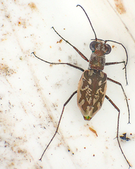 Ellipsoptera hamata