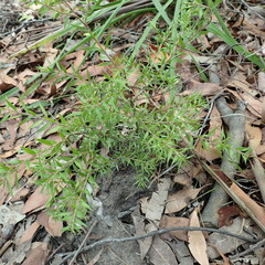 Melaleuca styphelioides