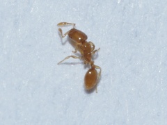 Solenopsis molesta