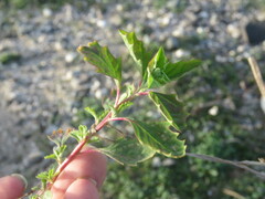 Atriplex suberecta