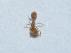 Solenopsis molesta