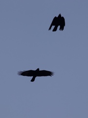 Corvus brachyrhynchos