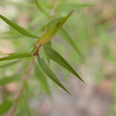 Melaleuca styphelioides
