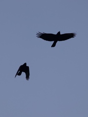 Corvus brachyrhynchos