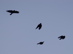 Corvus brachyrhynchos