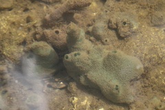 Soestella