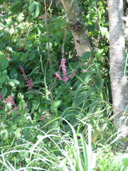 Odontonema callistachyum