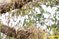 Euphonia luteicapilla