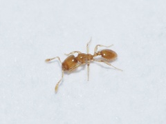 Solenopsis molesta