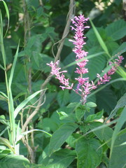 Odontonema callistachyum