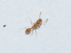 Solenopsis molesta