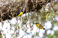 Euphonia luteicapilla