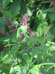 Odontonema callistachyum