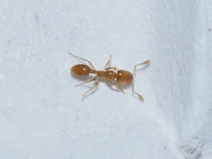 Solenopsis molesta
