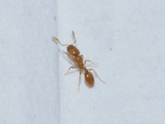 Solenopsis molesta