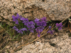 Viola altaica