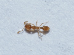 Solenopsis molesta