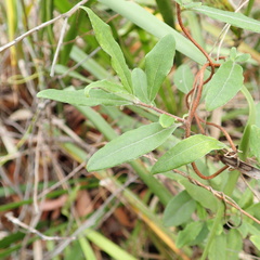 Billardiera scandens